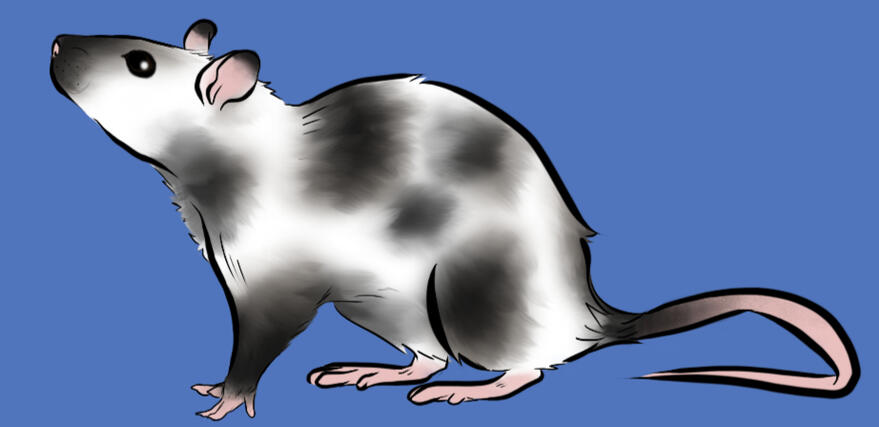 (DND) flatcolor of one my old player's charcter's, Gallus', pet rat