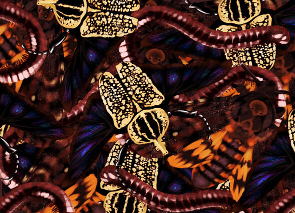 Bug Background, Goliath Beetle, Deaths Head Hawkmoth, Giant African Millipede [[ F2U, credit appreciated but not neccessary ]]